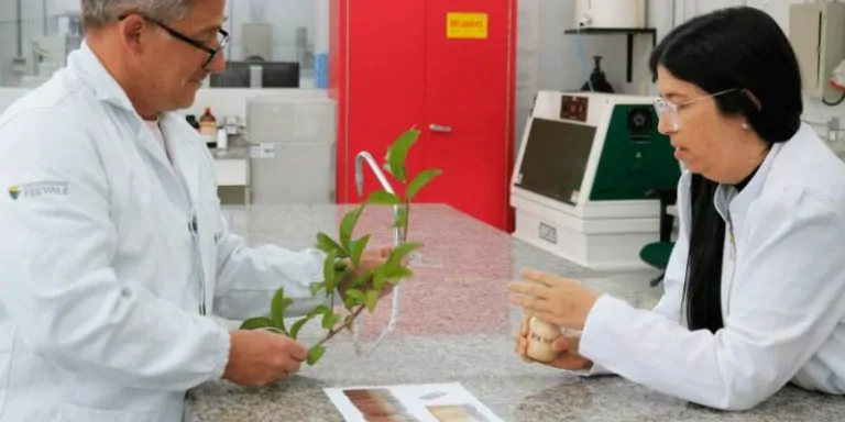 Feevale obtém patente de projeto que utiliza folha de goiabeira na indústria de biomateriais