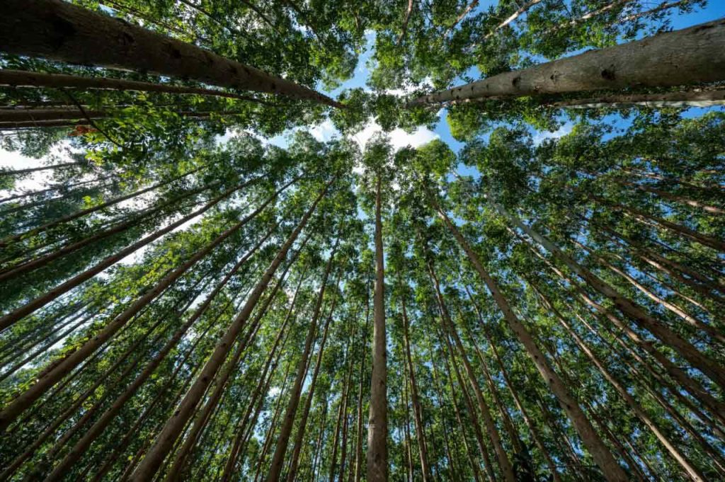 CMPC é reconhecida como a empresa florestal mais sustentável do mundo