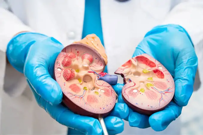 Hospitais de São Paulo e Minas Gerais realizam transplante renal pareado inédito no Brasil