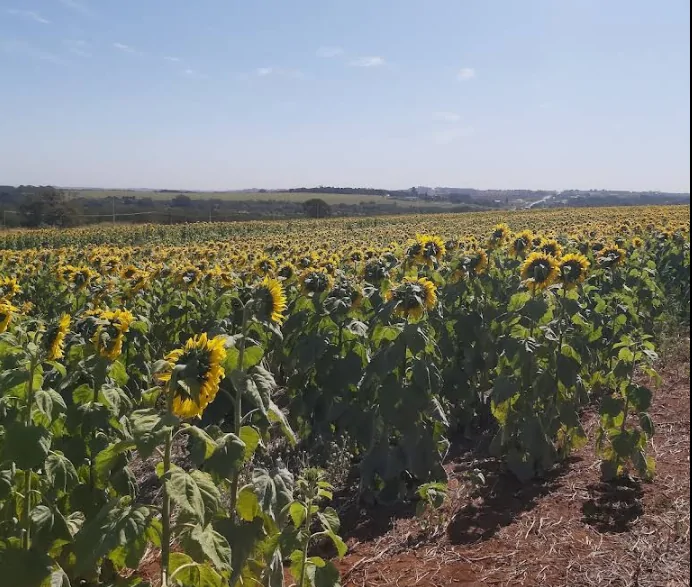campo girassois